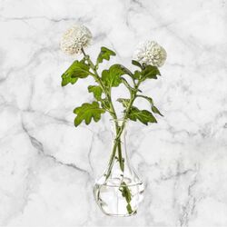 Bud Vase   Pear Shaped 