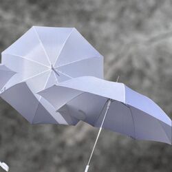 Umbrellas - White 
